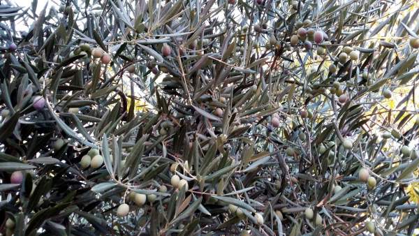 Alivas, aceite, aceituna, cosecha Alivas, aceite, aceituna, cosecha
