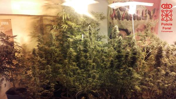 Plantación de marihuana intervenida por la Policía Foral. Plantación de marihuana intervenida por la Policía Foral.