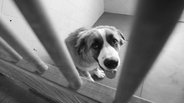 Perro Abandonado En Una Perrera Perro Abandonado En Una Perrera