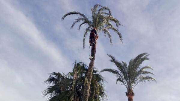 Actuación sobre palmeras en Vélez-Málaga Actuación sobre palmeras en Vélez-Málaga
