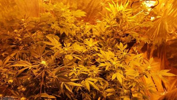 Cultivo descubierto en Elche Cultivo descubierto en Elche