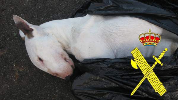 Bull Terrier muerto Bull Terrier muerto
