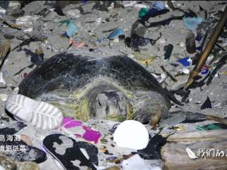 Tortuga