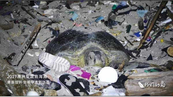 Tortuga Tortuga
