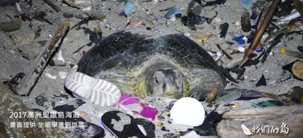 Tortuga