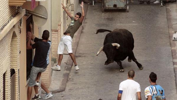 Festejo taurino de 'bous al carrer' en Puçol Festejo taurino de 'bous al carrer' en Puçol