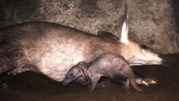 Bioparc València comença l'any del seu desé aniversari amb el naixement d'un "rar" porc formiguer Bioparc València comença l'any del seu desé aniversari amb el naixement d'un "rar" porc formiguer