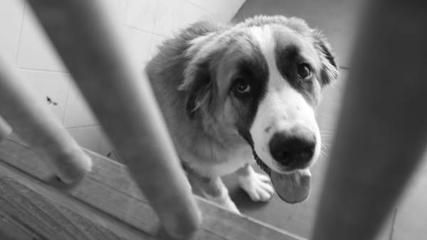 Perro Abandonado En Una Perrera Perro Abandonado En Una Perrera