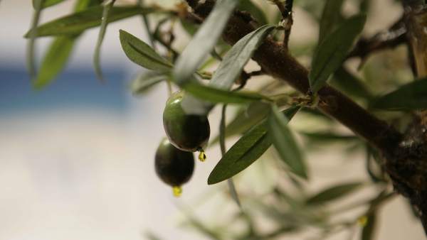 Aceite de oliva olivas aceitunas Aceite de oliva olivas aceitunas