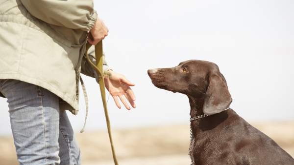 Perro y su amo Perro y su amo