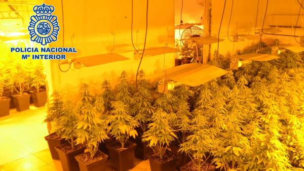 Nuevo Golpe Al Tráfico De Drogas En Almería Con 400 Plantas De Marihuana Incauta Nuevo Golpe Al Tráfico De Drogas En Almería Con 400 Plantas De Marihuana Incauta