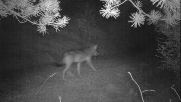 Fotografía del lobo localizado en la comarca del Solsonès Fotografía del lobo localizado en la comarca del Solsonès