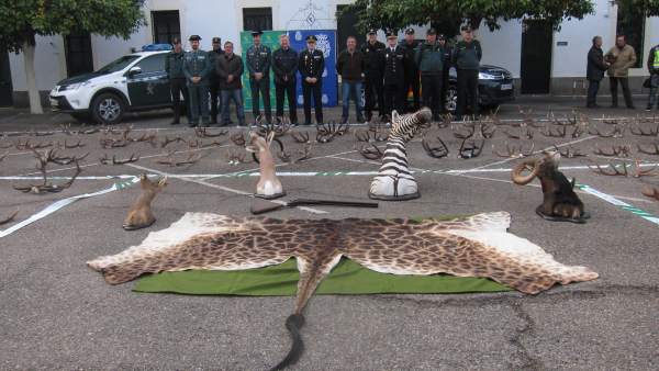 Intervención de las cuernas de venado Intervención de las cuernas de venado