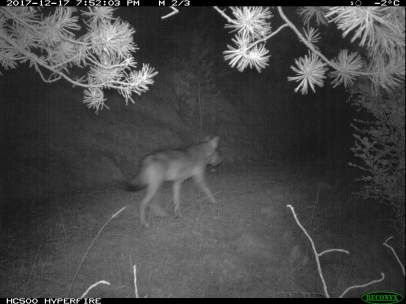 Imagen de un lobo captadas con cámaras trampa en el Port del Comte (Lleida).