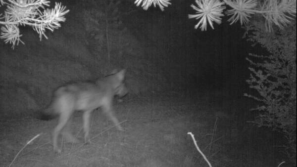 Imagen de un lobo captadas con cámaras trampa en el Port del Comte (Lleida). Imagen de un lobo captadas con cámaras trampa en el Port del Comte (Lleida).