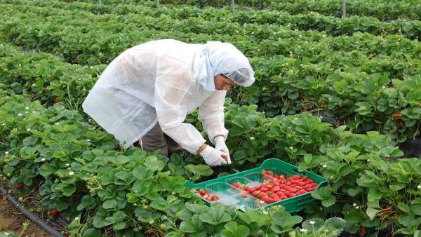 Una trabajadora recoge fresa en una producción en Huelva Una trabajadora recoge fresa en una producción en Huelva