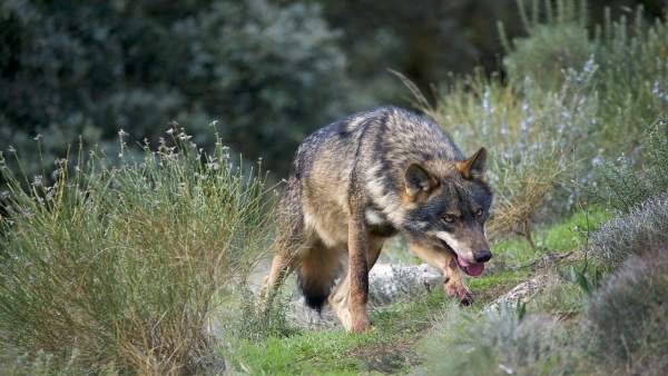 Lobo ibérico Lobo ibérico