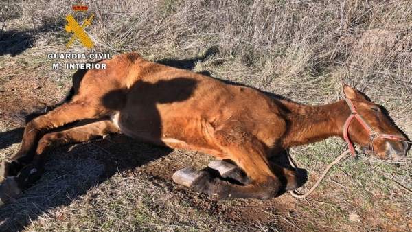 'La Guardia Civil Investigo A Un Ciudadano Portugués Por Un Delito De Maltrato A 'La Guardia Civil Investigo A Un Ciudadano Portugués Por Un Delito De Maltrato A