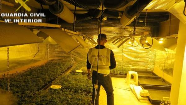 Desmantellen un cultiu de 955 plantes de marihuana amagades en una vivenda de L'Eliana (València) Desmantellen un cultiu de 955 plantes de marihuana amagades en una vivenda de L'Eliana (València)