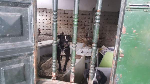 Perros encerrados en una nave de Algeciras Perros encerrados en una nave de Algeciras