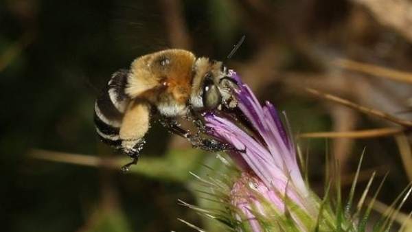 Abeja mallorquina Abeja mallorquina