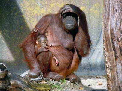Orangután