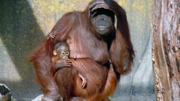 Orangután Orangután