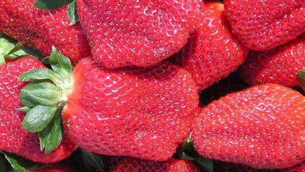Fresas, fruta Fresas, fruta