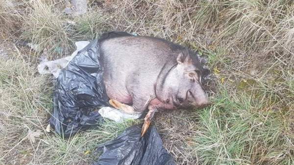 Cerdo Vietnamita Cerdo Vietnamita
