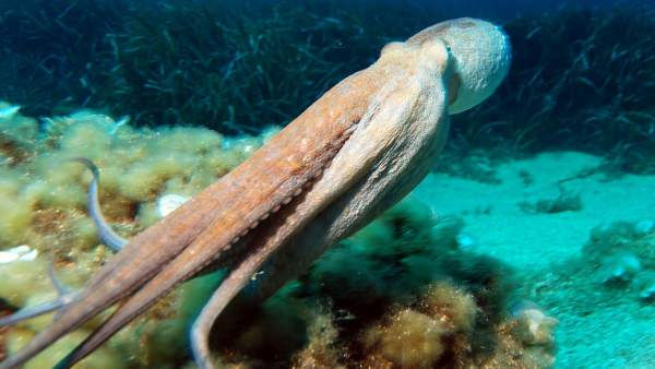 Pulpo Pulpo