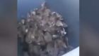 Decenas de ratas en un contenedor del centro de París