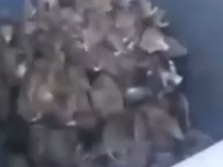 Ratas dentro de un contenedor