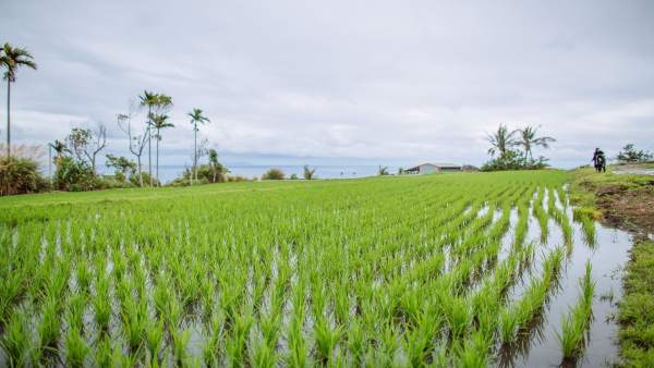 Un campo de arroz Un campo de arroz