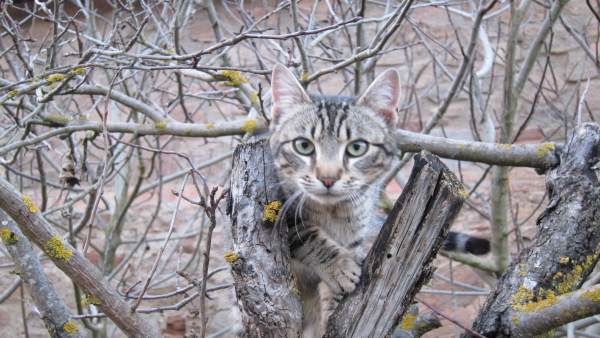 Gato, Gatos, Mascota, Felino, Animal De Compañía Gato, Gatos, Mascota, Felino, Animal De Compañía