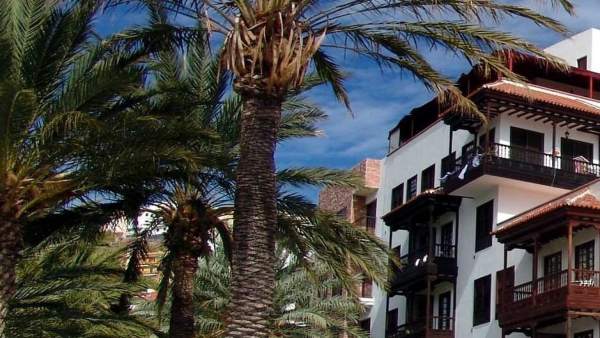 Palmera canaria Palmera canaria