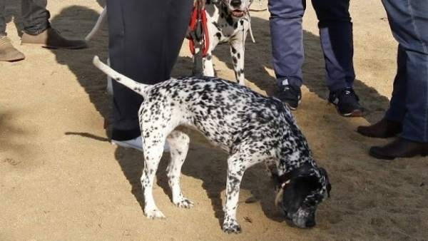 Mascota, perro, dálmata Mascota, perro, dálmata