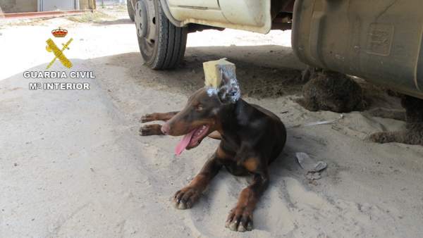 Investigan a un hombre por maltrato animal tras cortar las orejas a un perro. Investigan a un hombre por maltrato animal tras cortar las orejas a un perro.