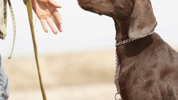 Perro y su amo Perro y su amo