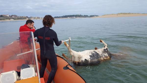 Cruz Roja remolca a tierra el cadáver de una vaca Cruz Roja remolca a tierra el cadáver de una vaca