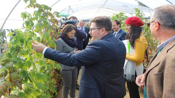 El consejero de Agricultura, Rodrigo Sánchez Haro, en Cartaya. El consejero de Agricultura, Rodrigo Sánchez Haro, en Cartaya.