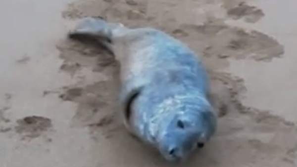 Foca Foca