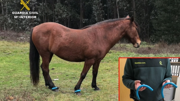 Caballo con las patas Caballo con las patas