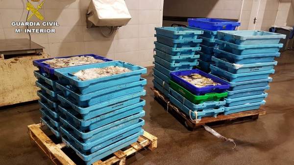 Cajas de pescado inmaduro Cajas de pescado inmaduro