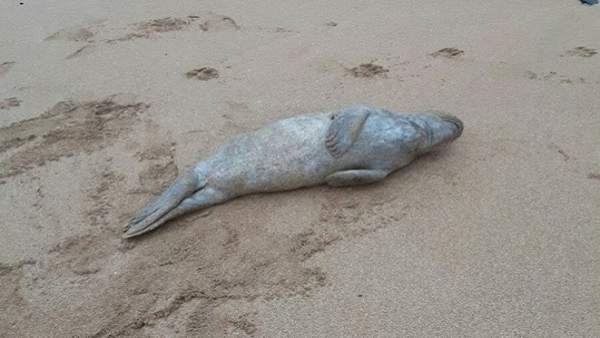 Foca Foca