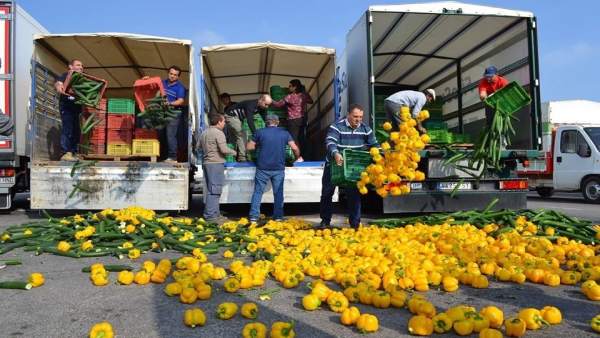 Agricultores arrojan pepinos y pimientos por las bajas cotizaciones Agricultores arrojan pepinos y pimientos por las bajas cotizaciones