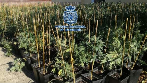 La Policía Nacional, Desmantela En Córdoba Una De Las Mayores Plantaciones De Ma La Policía Nacional, Desmantela En Córdoba Una De Las Mayores Plantaciones De Ma