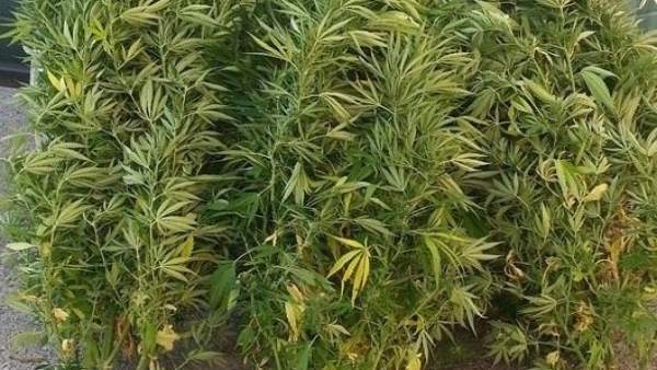 Unas plantas de marihuana Unas plantas de marihuana
