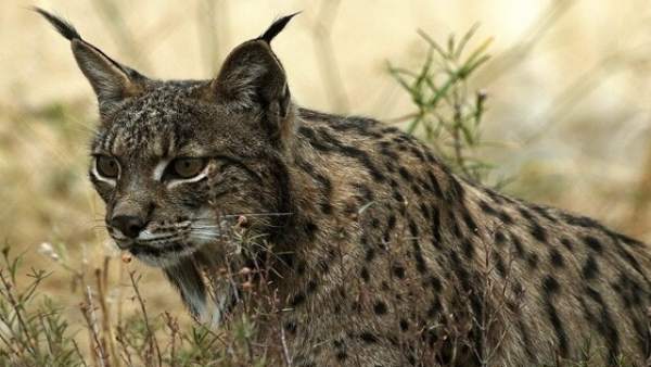 Lince Lince