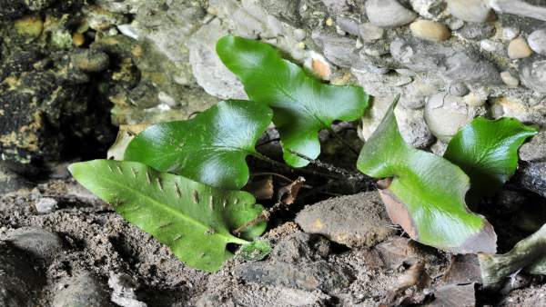 Ejemplar de 'Asplenium Sagittatum' Ejemplar de 'Asplenium Sagittatum'
