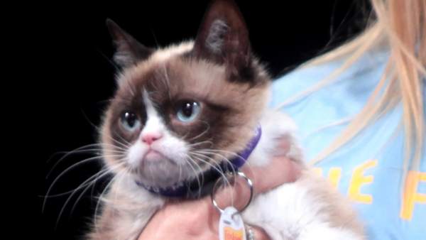 'Gumpy Cat' 'Gumpy Cat'